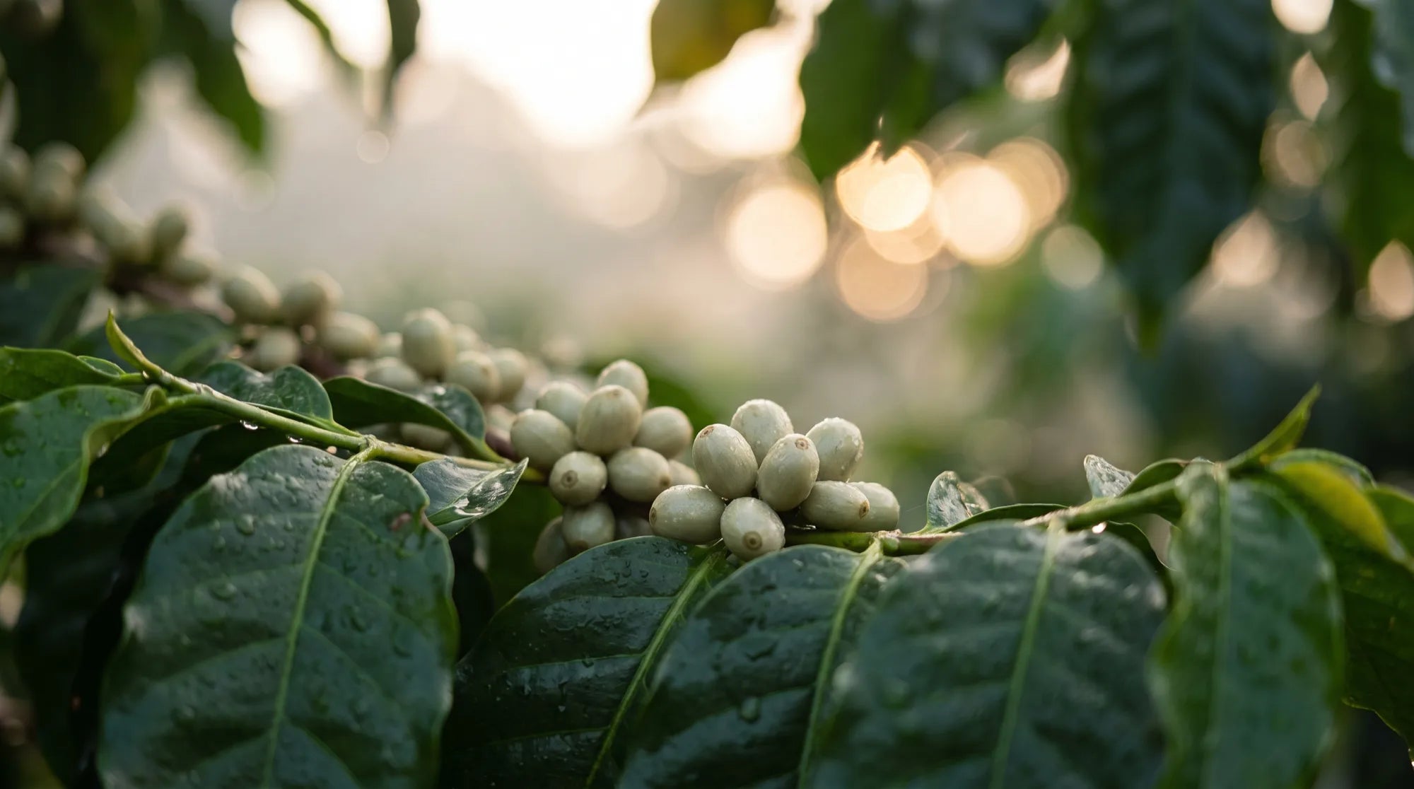 Fresh green coffee beans on a coffee plant branch with morning dew